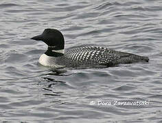 Common Loon