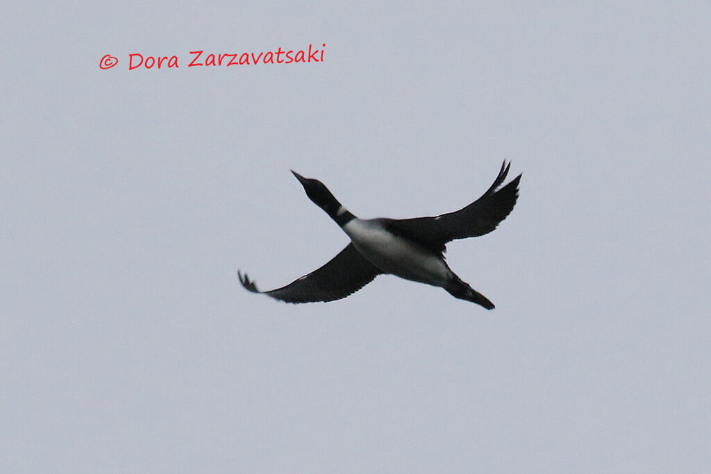 Common Loonadult, Flight