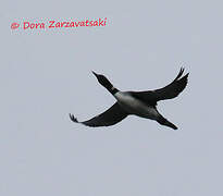 Common Loon