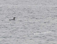 Common Loon