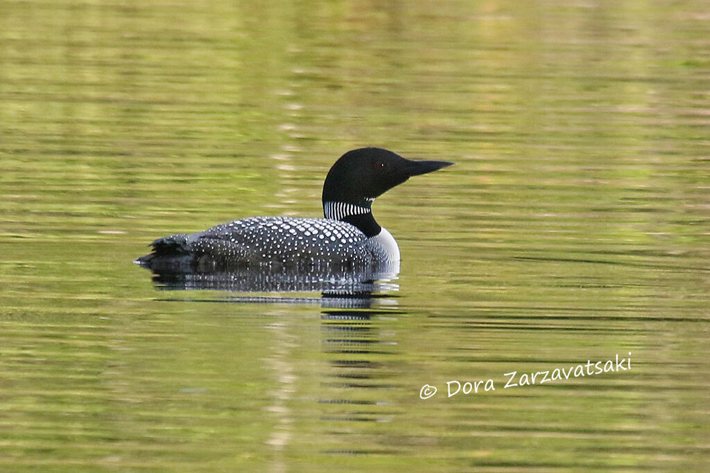 Common Loonadult, swimming