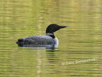 Plongeon imbrin