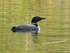 Common Loon