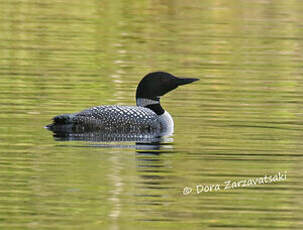 Plongeon imbrin