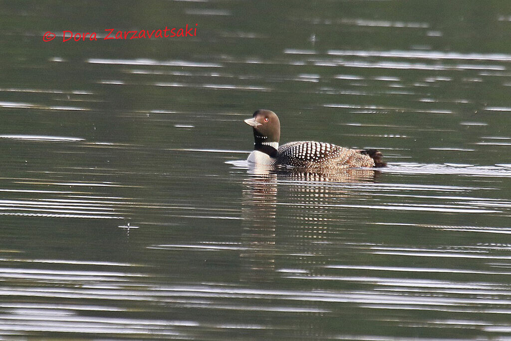 Common Loonadult, swimming