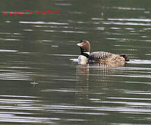 Common Loon