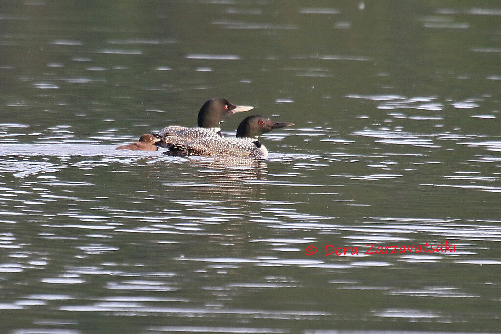 Common Loonadult breeding, swimming, Reproduction-nesting