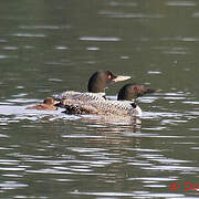 Common Loon