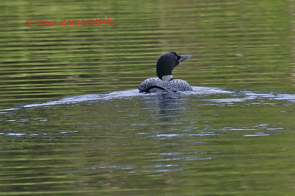 Plongeon imbrinadulte, nage