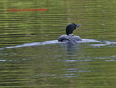 Plongeon imbrin