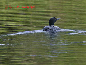 Plongeon imbrin