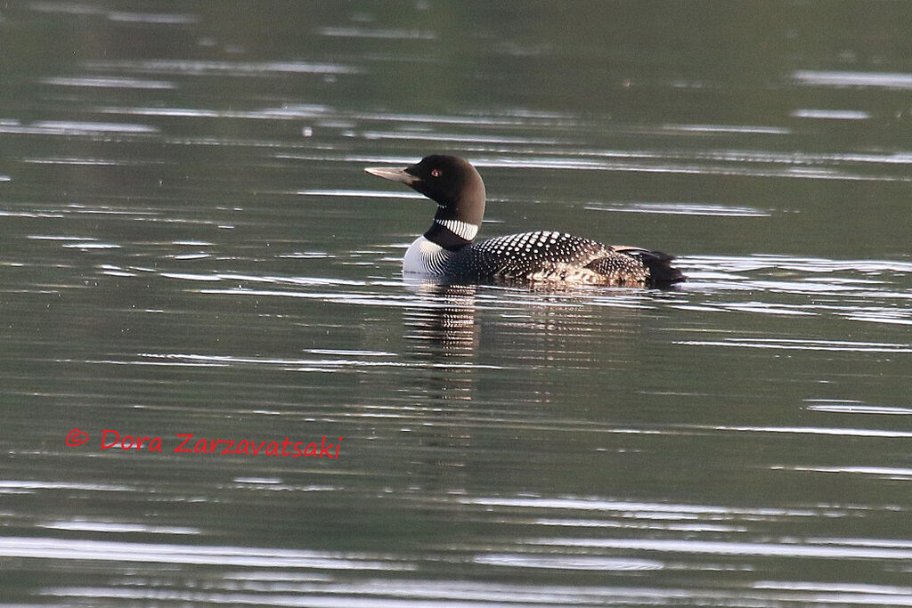 Common Loonadult, swimming