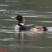 Common Loon