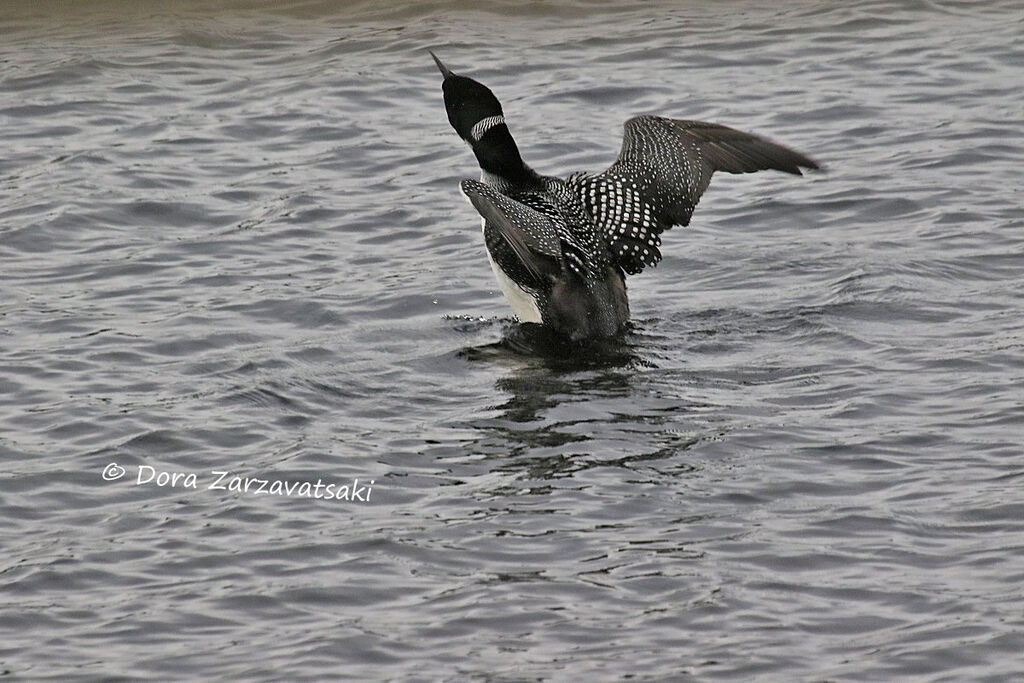 Plongeon imbrinadulte nuptial, nage