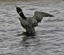 Plongeon imbrin