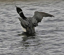 Plongeon imbrin