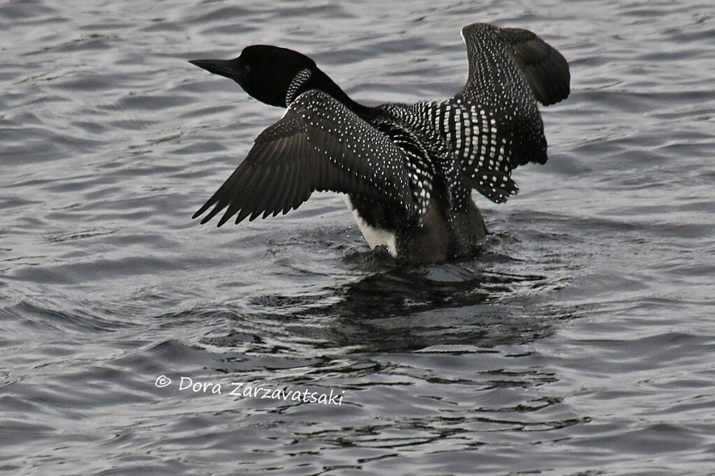 Plongeon imbrinadulte, nage