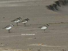 Grey Plover