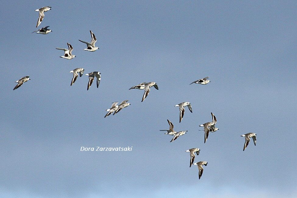 Grey Plover