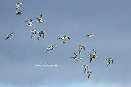 Grey Plover