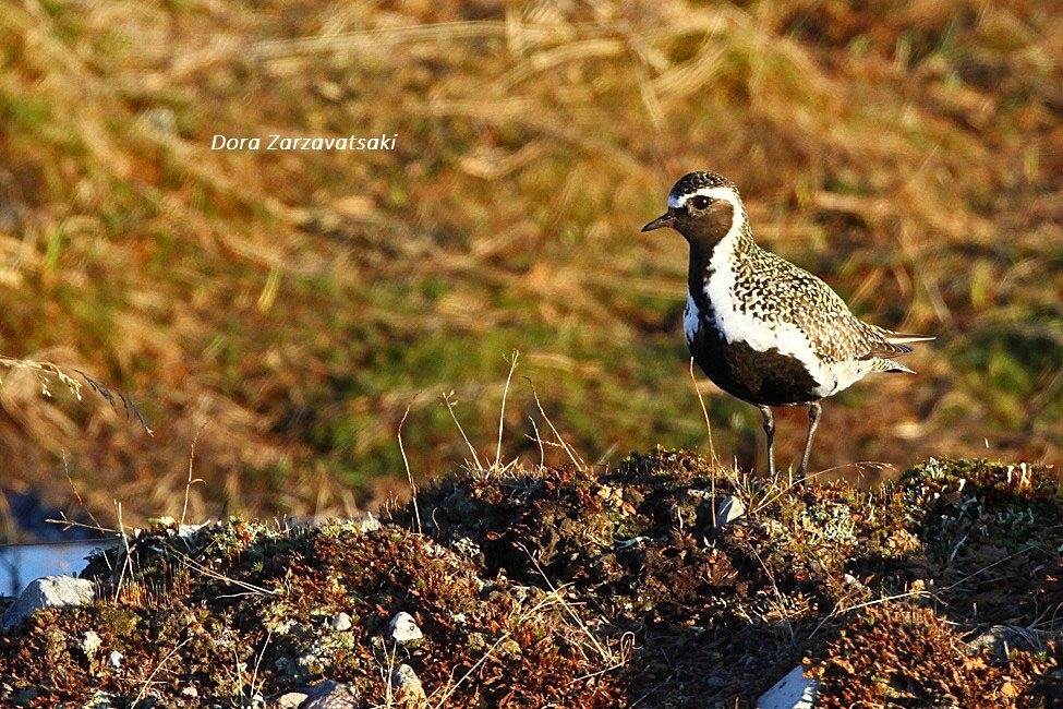 European Golden Plover