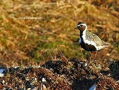 European Golden Plover