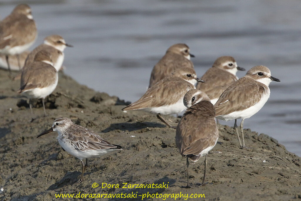 Tibetan Sand Plover