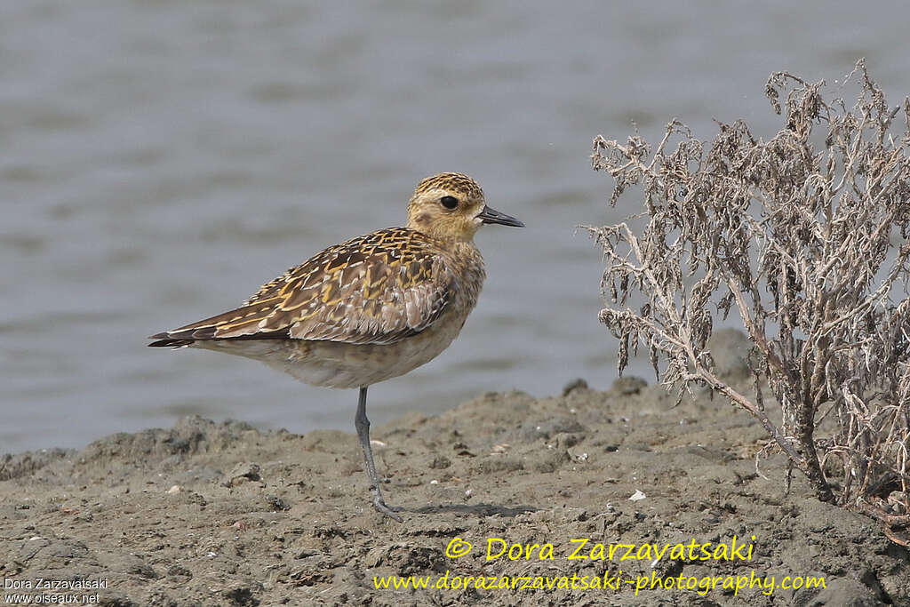 Pacific Golden Ploveradult post breeding, identification