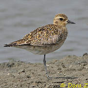 Pacific Golden Plover