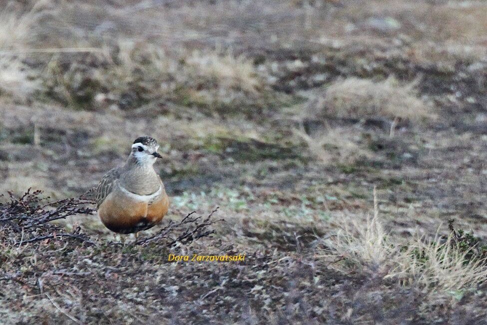 Eurasian Dottereladult