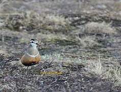 Eurasian Dotterel