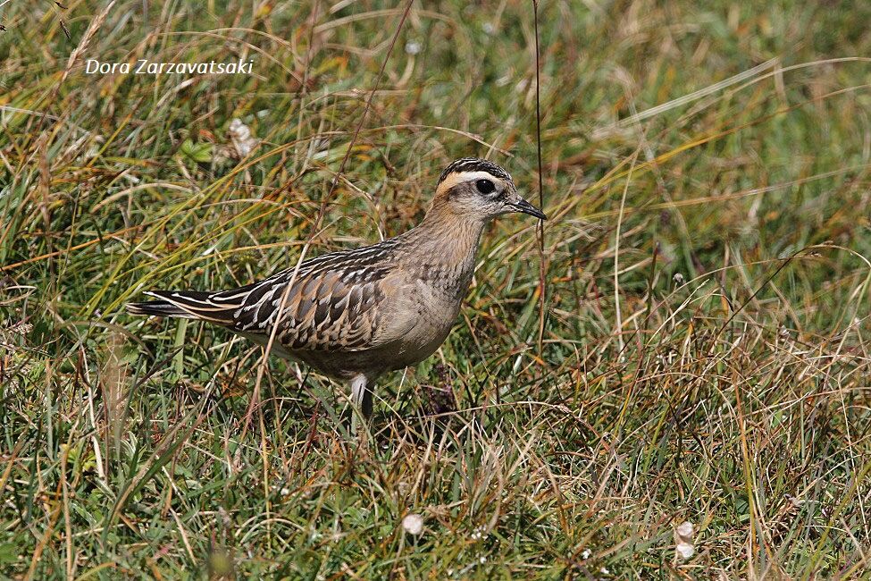 Eurasian Dotterel