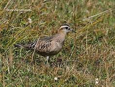 Eurasian Dotterel