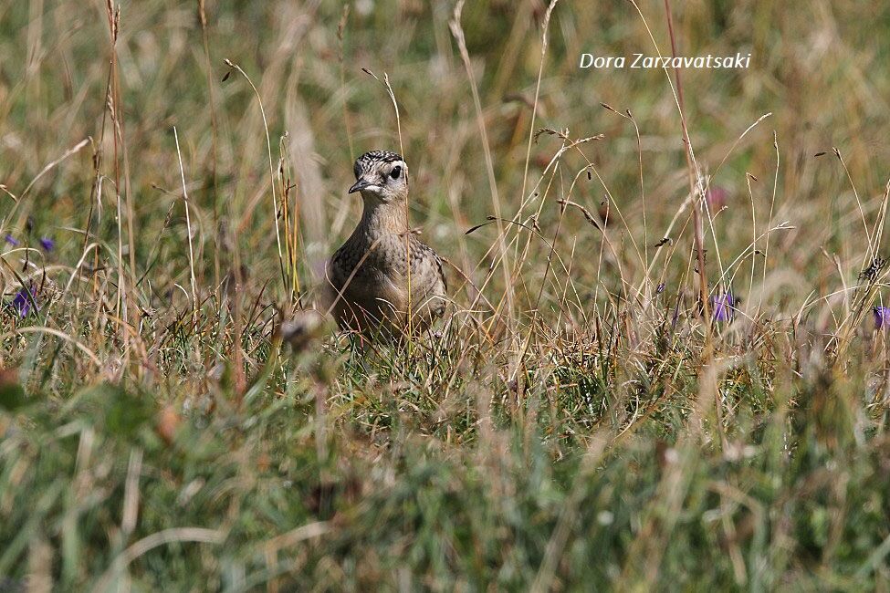 Eurasian Dotterel