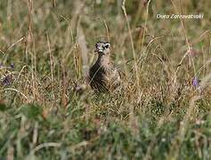 Eurasian Dotterel