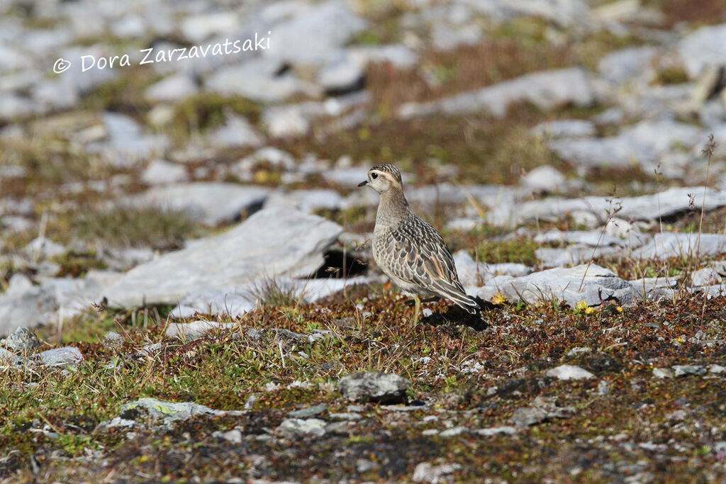 Eurasian Dotterel