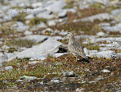 Eurasian Dotterel