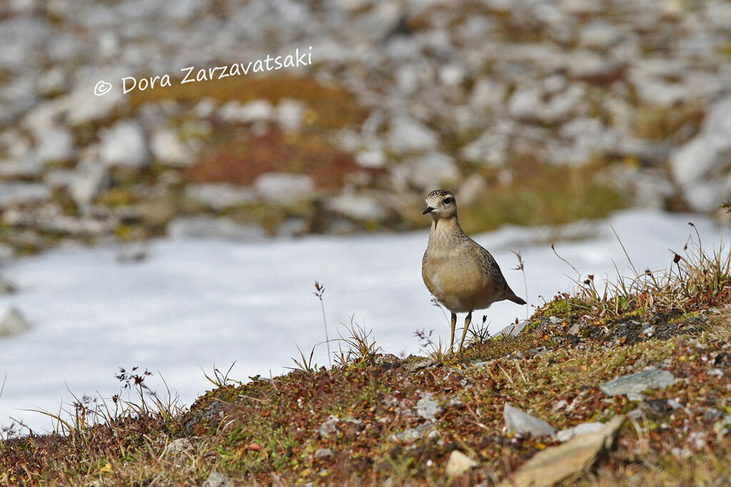 Eurasian Dotterel