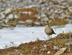 Eurasian Dotterel