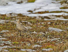 Eurasian Dotterel