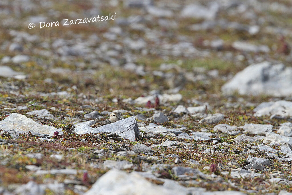 Eurasian Dotterel