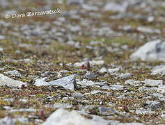 Eurasian Dotterel