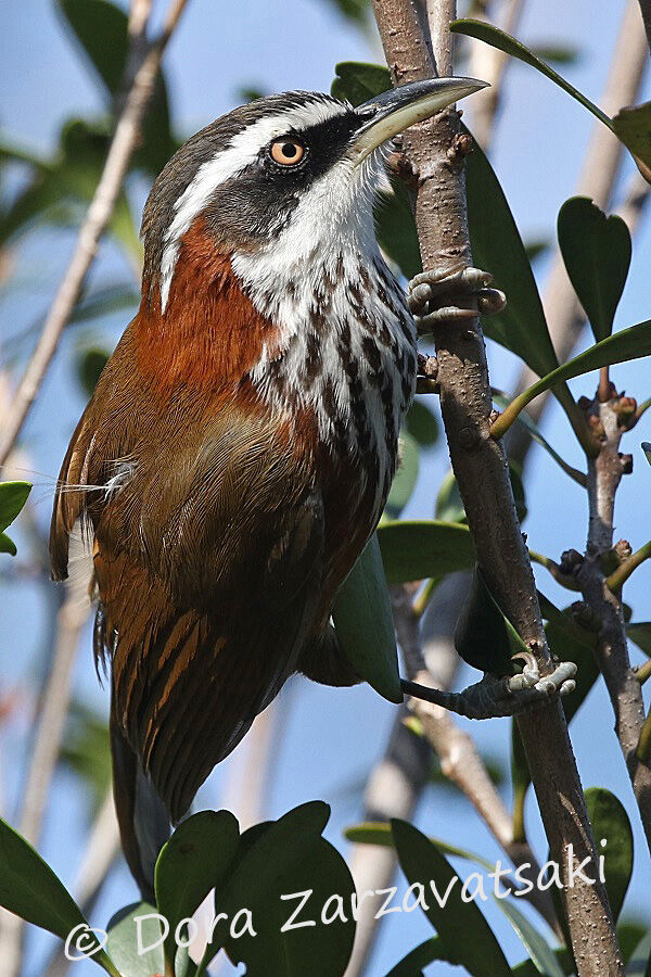 Pomatorhin de Taïwan
