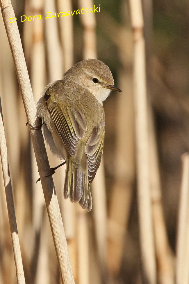 Common Chiffchaff (tristis)