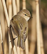 Common Chiffchaff (tristis)