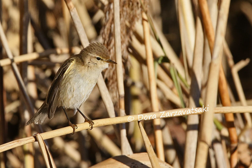 Common Chiffchaff (tristis)