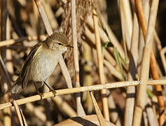 Common Chiffchaff (tristis)