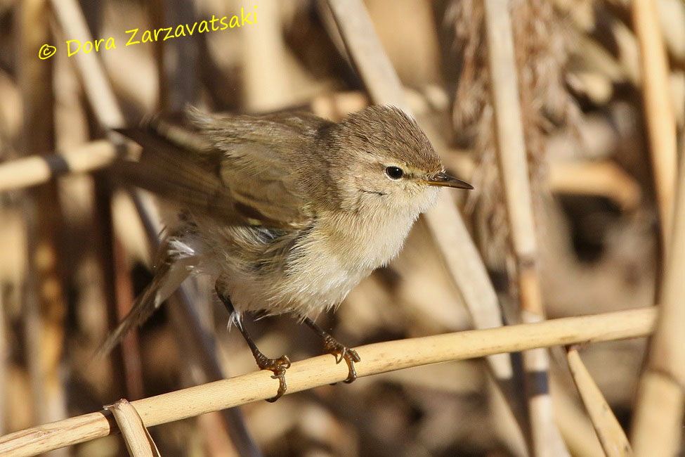 Common Chiffchaff (tristis)