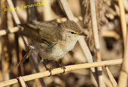 Common Chiffchaff (tristis)