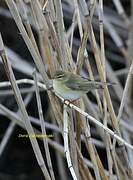 Willow Warbler